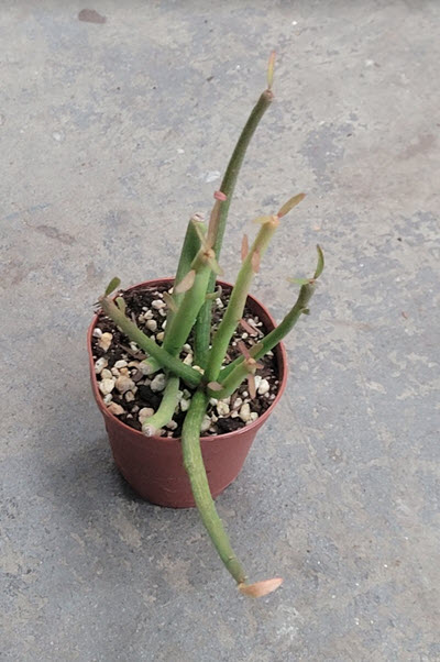 2" Euphorbia Pencil Firestick